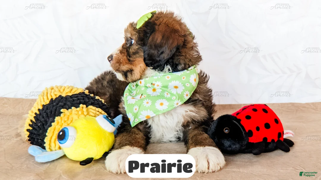 Bernedoodle dogs for sale: Prairie - Ad 2