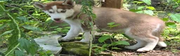 Siberian Husky dogs for sale: Trisha  - Ad 2