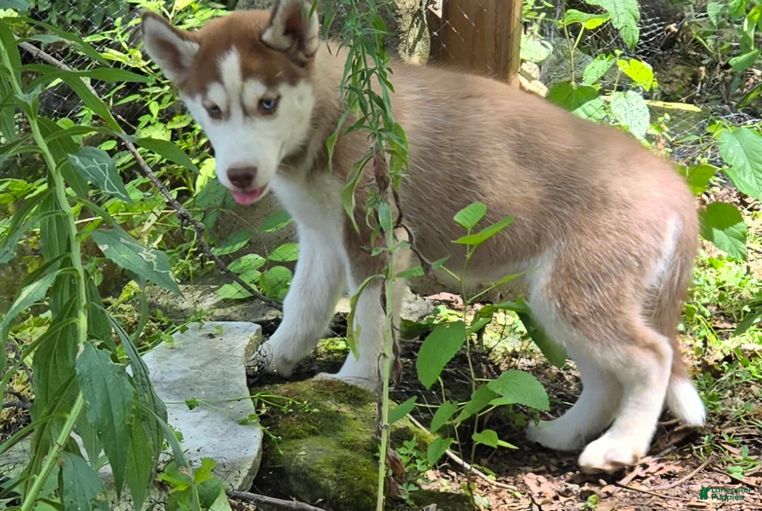 Siberian Husky dogs for sale: Trisha  - Ad 2