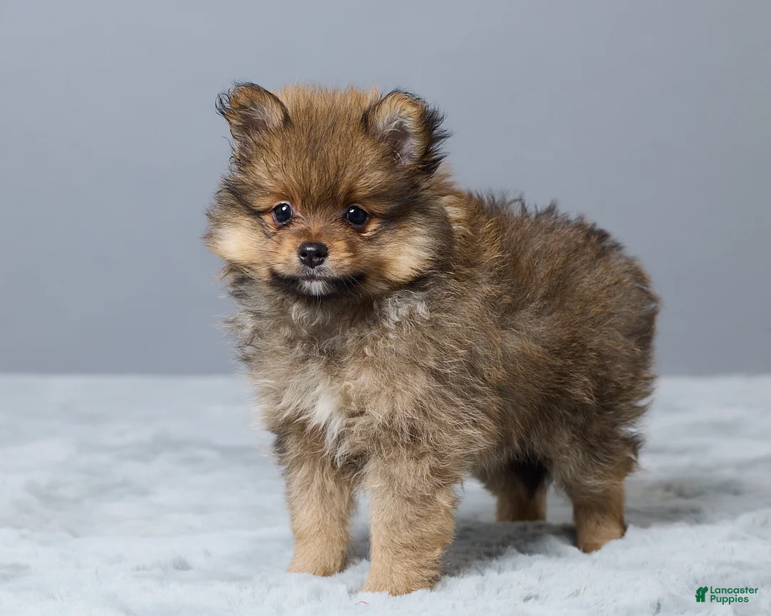 Pomeranian dogs for sale: Lane - Ad 5