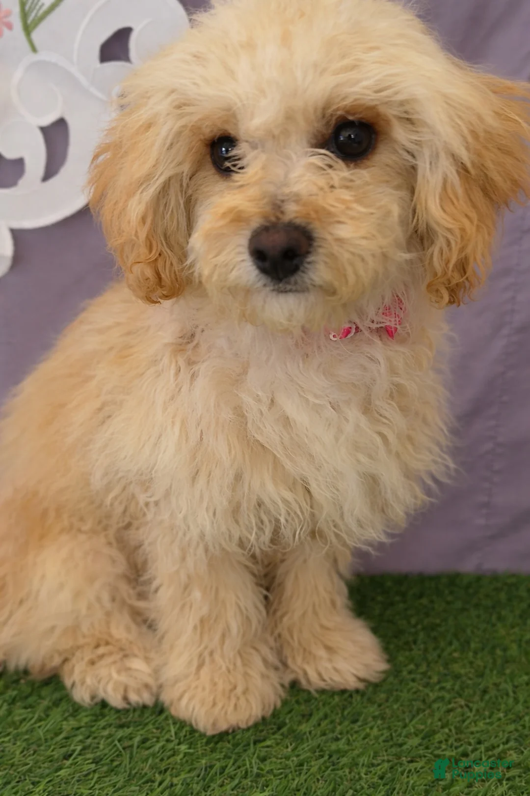 Chipoo dogs for sale: Chipoo 2 - Ad 5