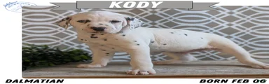 Kody