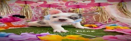 French Bulldog dogs for sale: Dice  - Ad 3