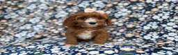 Cavapoo dogs for sale: Jubalee - Ad 8