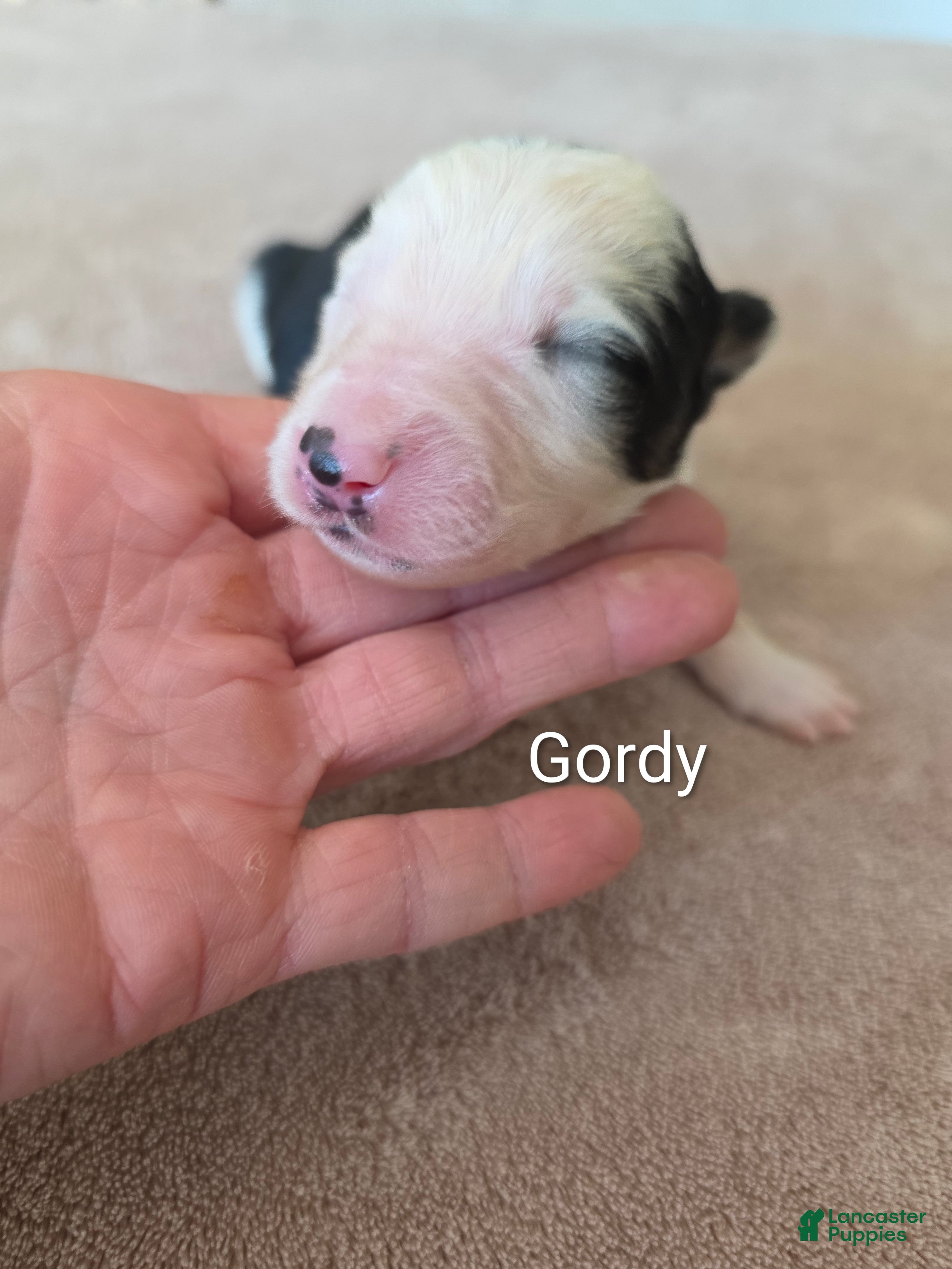 Border Collie dogs Gordy - Ad 1