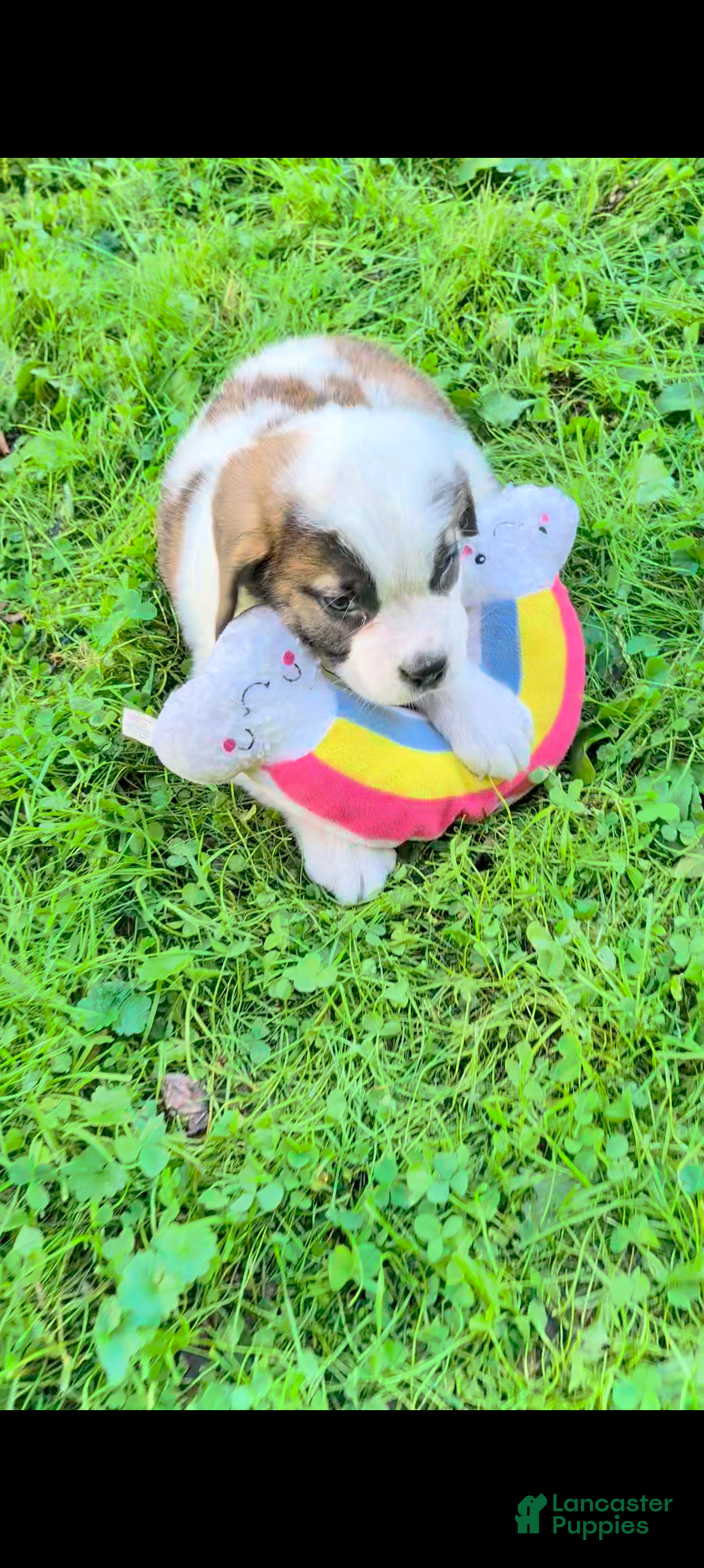 Saint Bernard dogs Brittany  - Ad 1