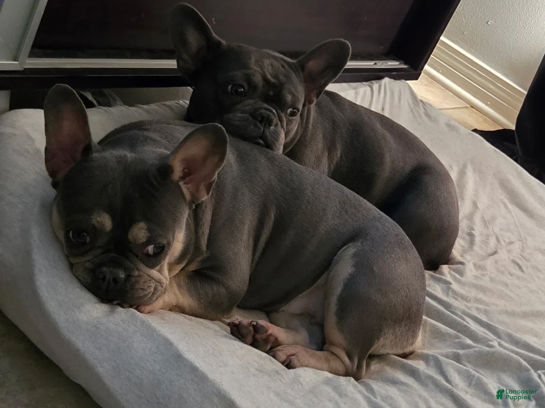 French Bulldog dogs for sale: French Bulldog 1 - Ad 3