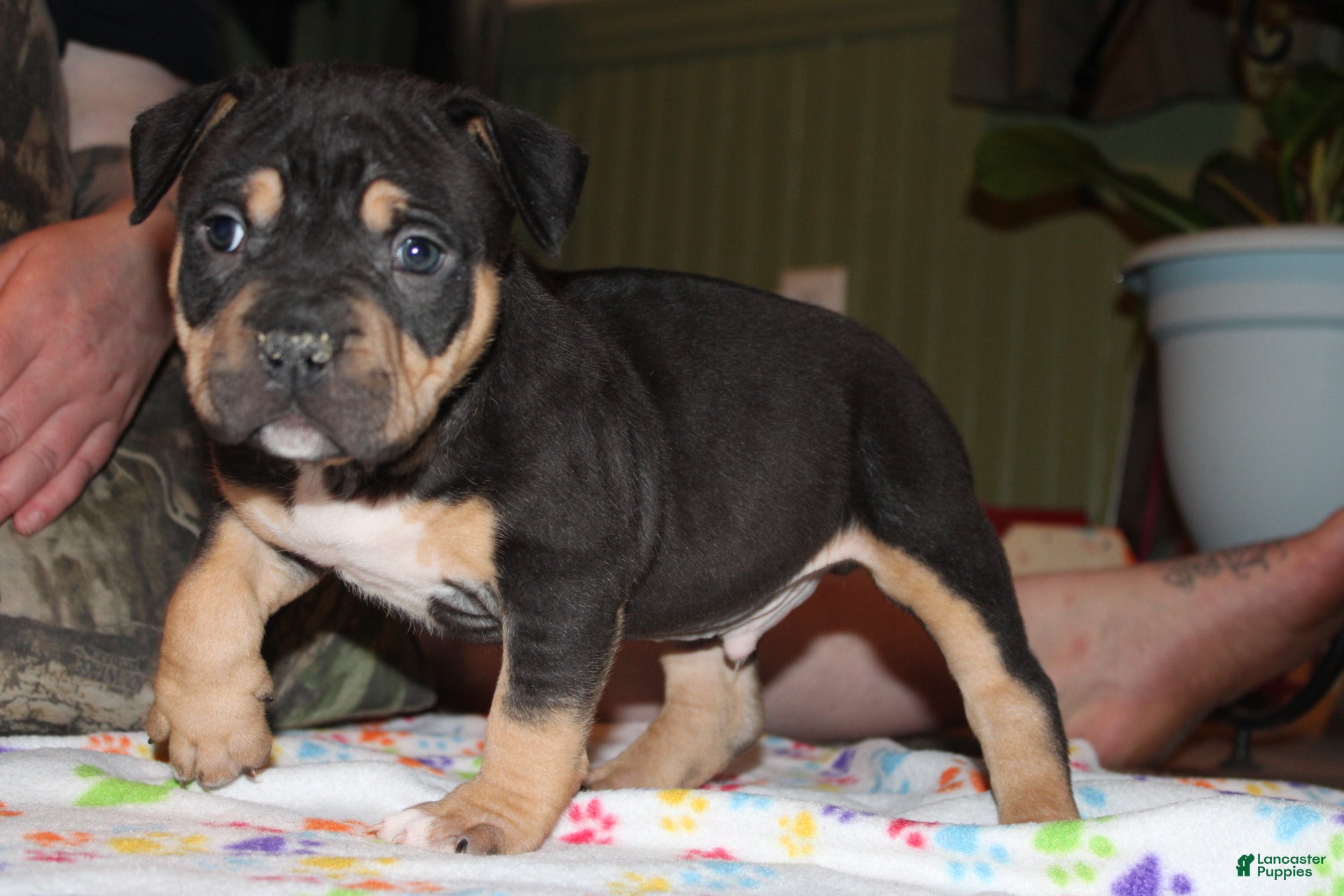 American Bully dogs Tj - Ad 2