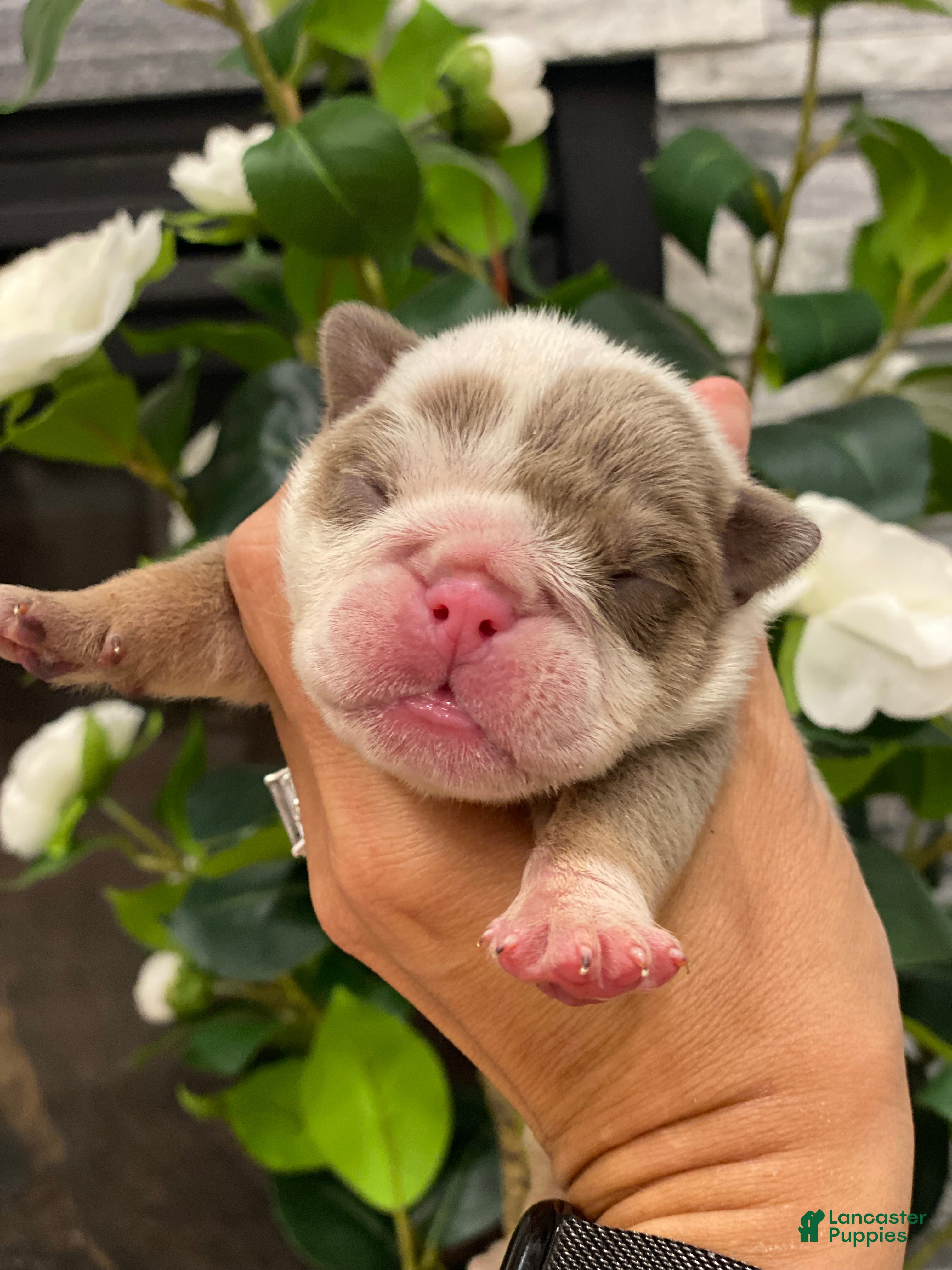 English Bulldog dogs Dicky - Ad 12