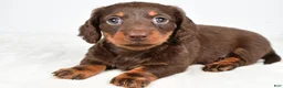 Miniature Dachshund dogs for sale: Dixie - Ad 1