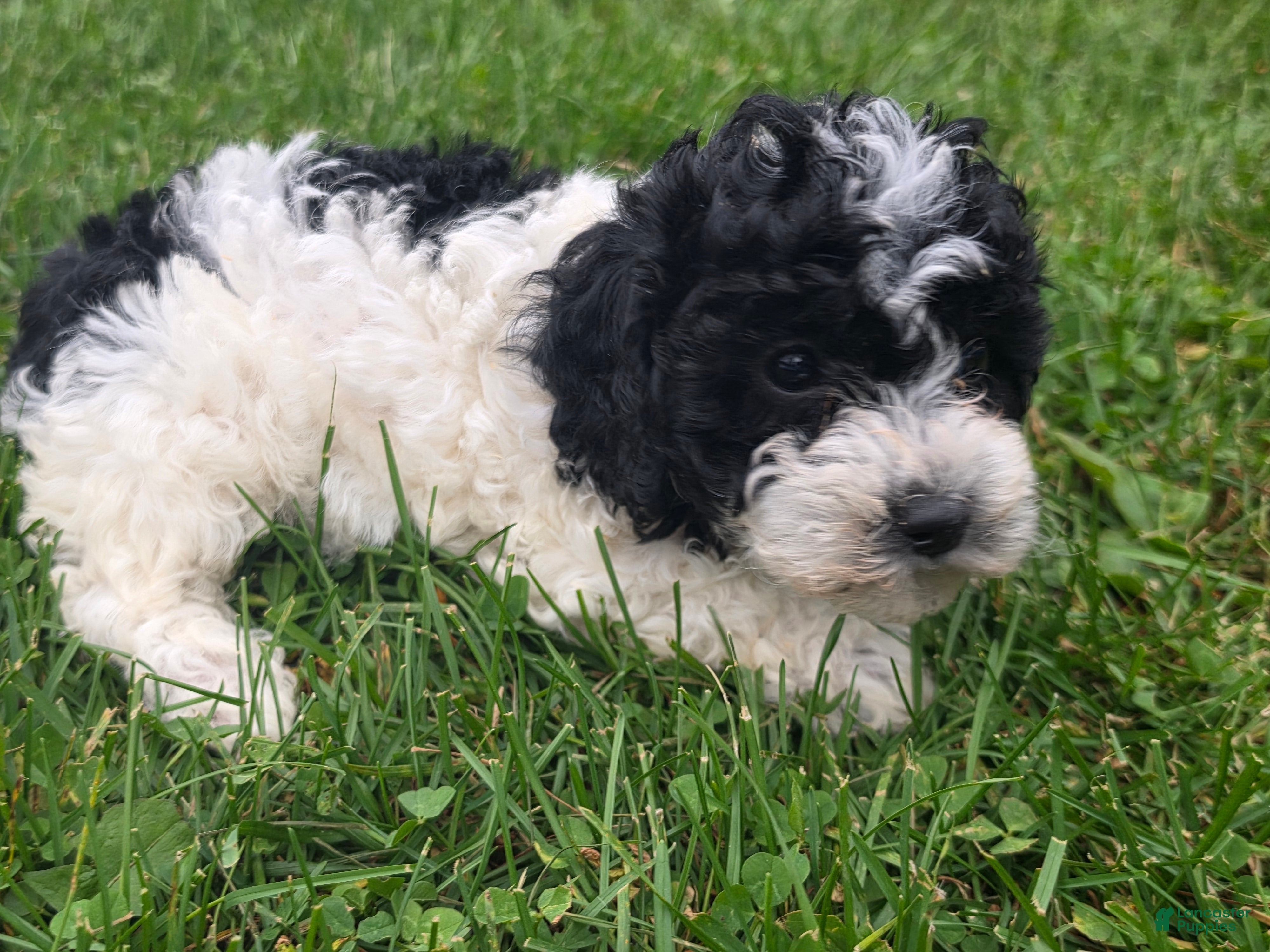 Cockapoo dogs for sale: Cockapoo Female 1 - Ad 3