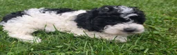 Cockapoo dogs for sale: Cockapoo Female 1 - Ad 1