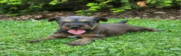 Irish Terrier dogs for sale: Sky - Ad 1