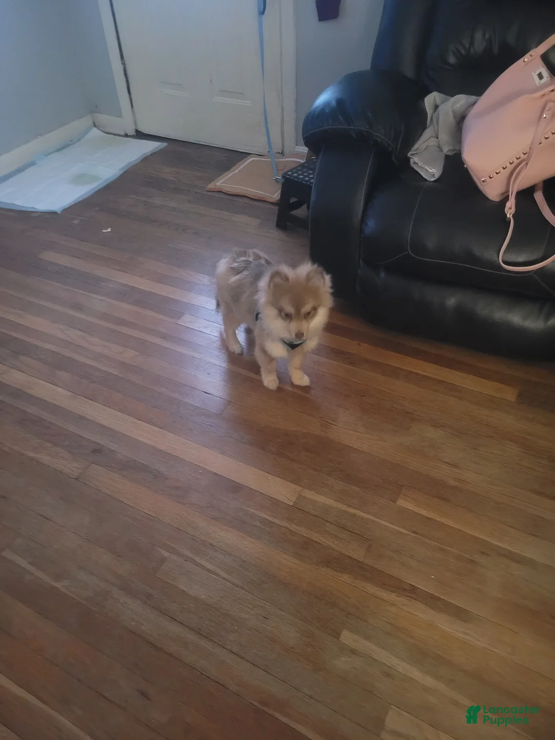 Pomeranian dogs for sale: Pomeranian Puppy 1 - Ad 4