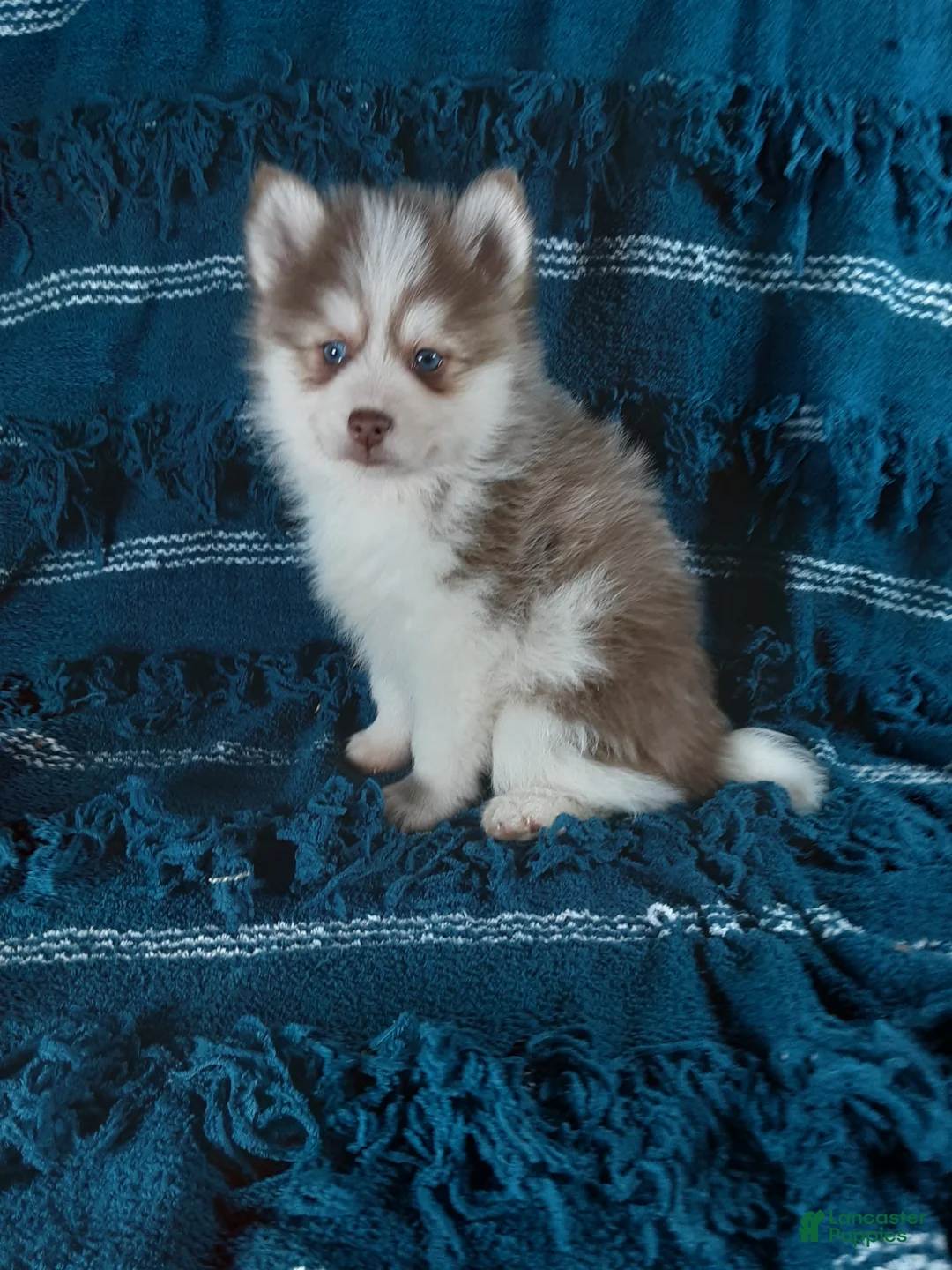 Pomsky dogs for sale:  Puppy 2 Oliver - Ad 2