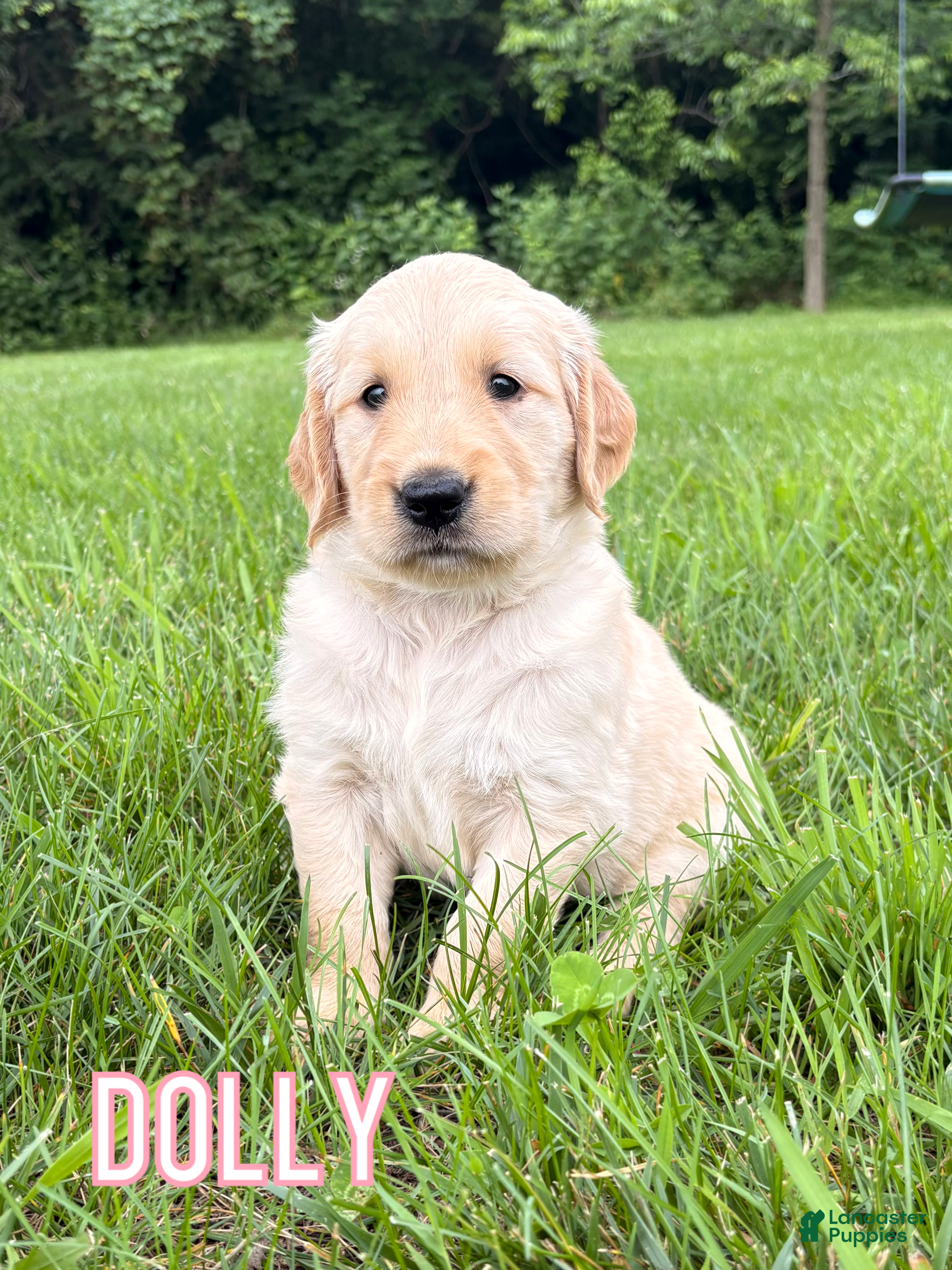 Golden Retriever dogs Dolly - Ad 26