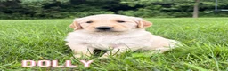 Golden Retriever dogs for sale: Dolly - Ad 1