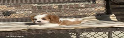 Cavalier King Charles Spaniel dogs for sale: Teddy - Ad 2