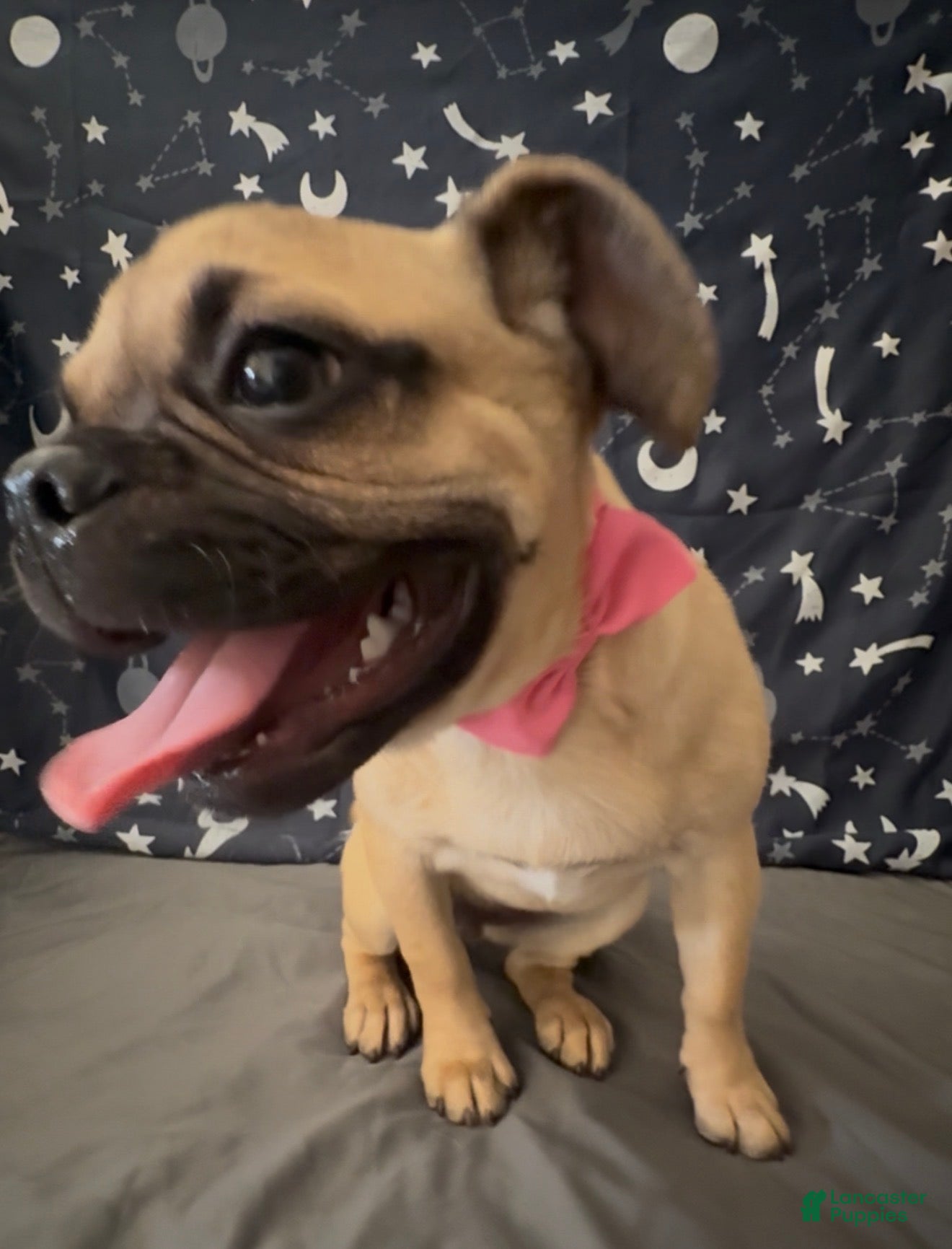 Mixed Breed dogs Bugg girl  - Ad 2