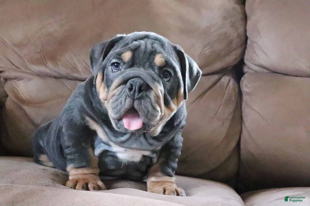 English Bulldog dogs for sale: Spike - Ad 1