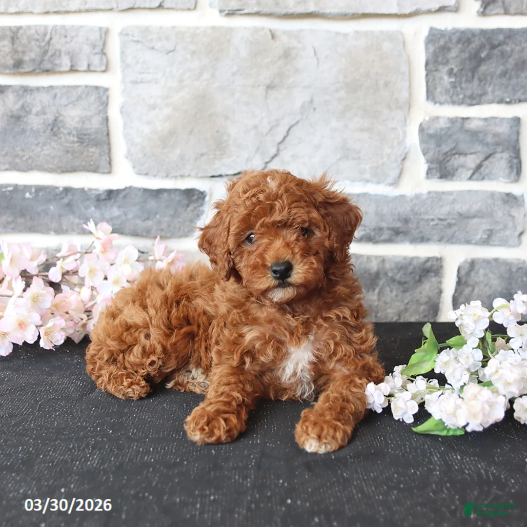 Miniature Poodle dogs for sale: Sonya - Ad 2