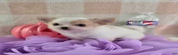 Chihuahua dogs for sale: Tulip - Ad 5