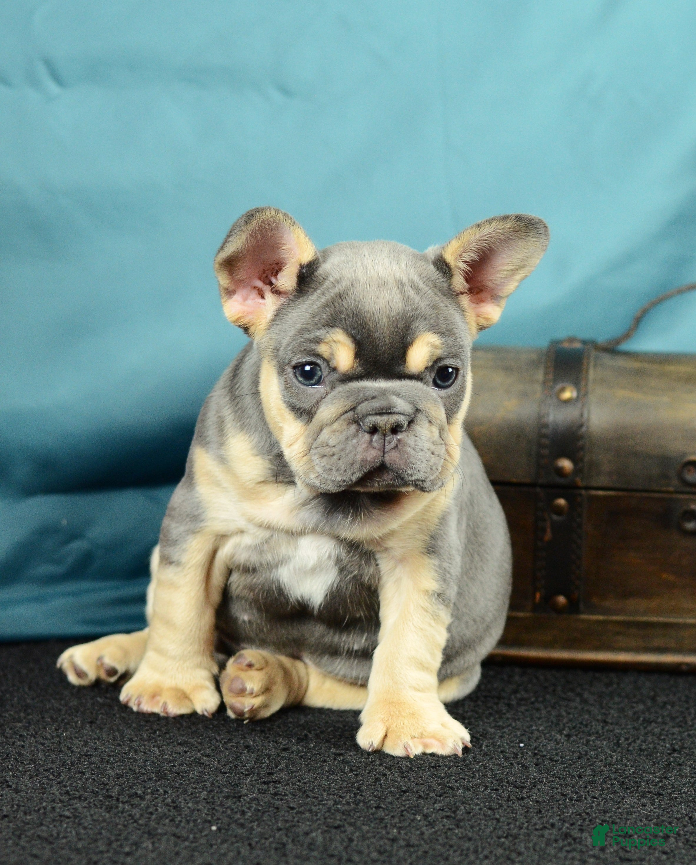 French Bulldog dogs 917 Olivia - Ad 1