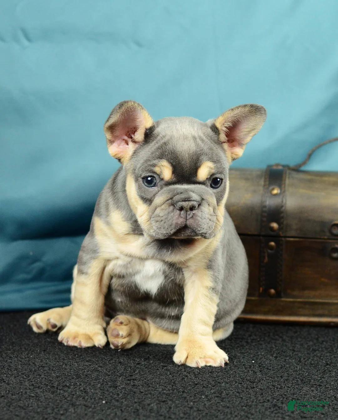 French Bulldog dogs for sale: 917 Olivia - Ad 1