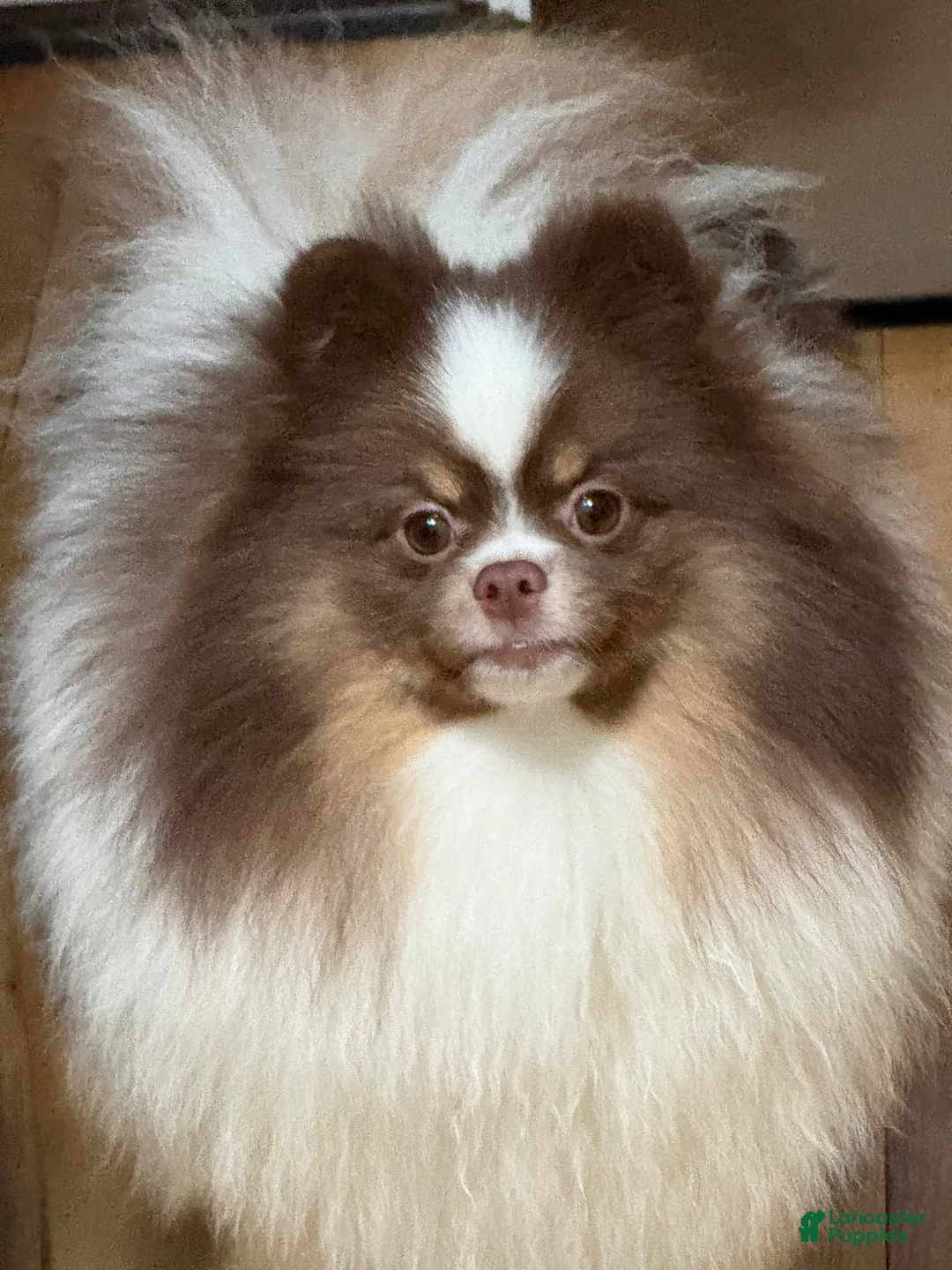 Pomeranian dogs for sale: Pomeranian Puppy 1 - Ad 3