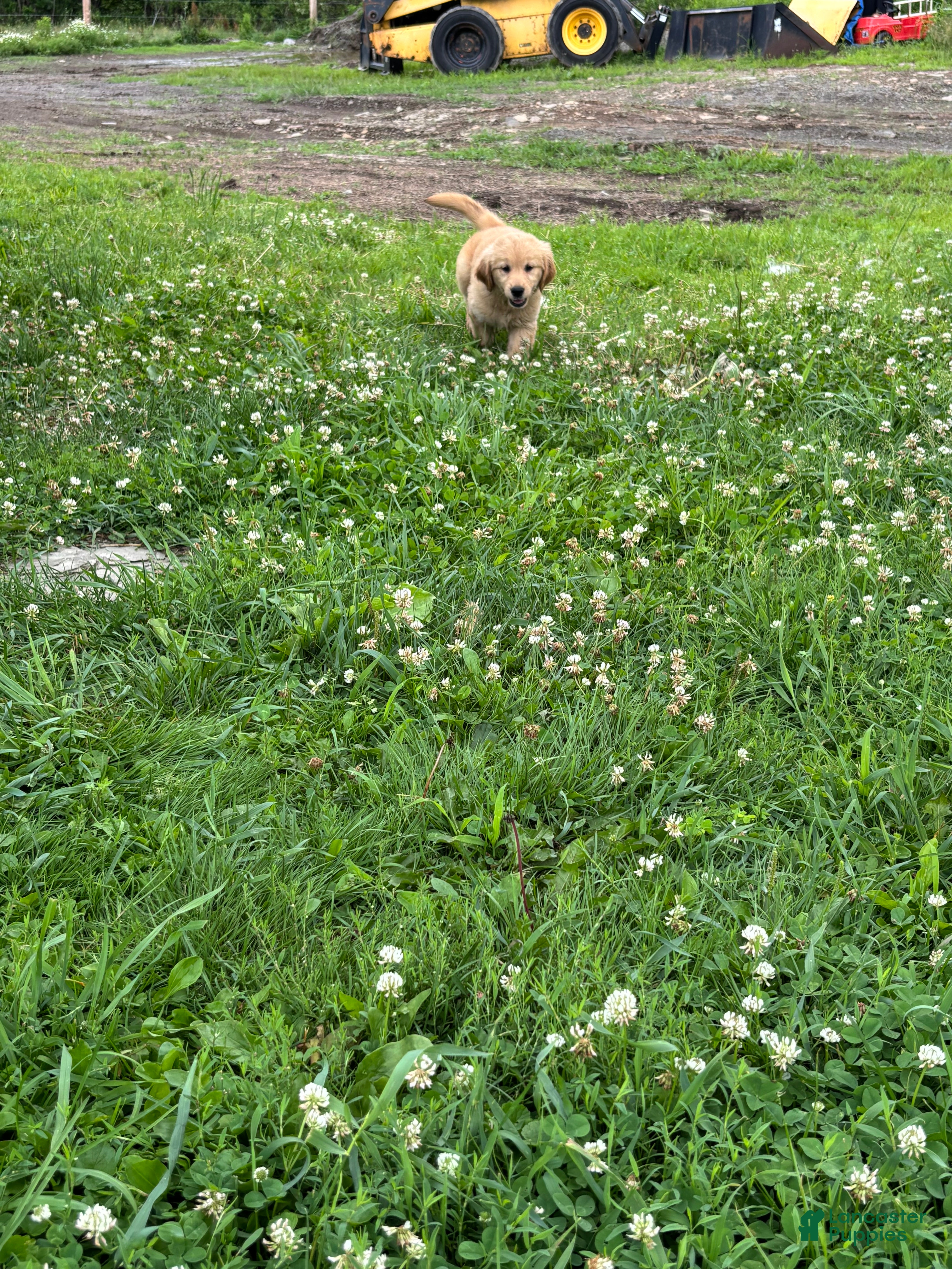 Golden Retriever dogs Brittany  - Ad 1