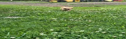 Golden Retriever dogs for sale: Brittany  - Ad 1
