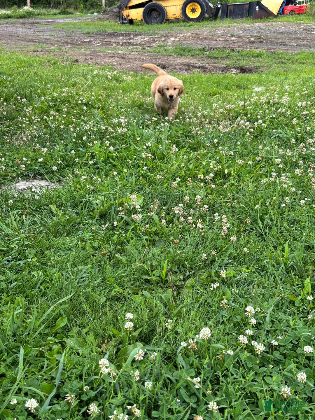 Golden Retriever dogs for sale: Brittany  - Ad 1