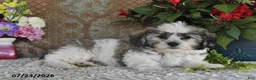 Teddy Bear dogs for sale: Leo - Ad 4