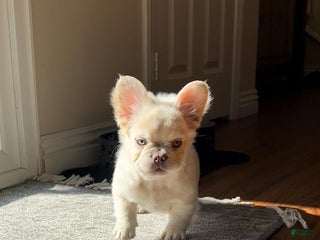 French Bulldog dogs - Ad 12