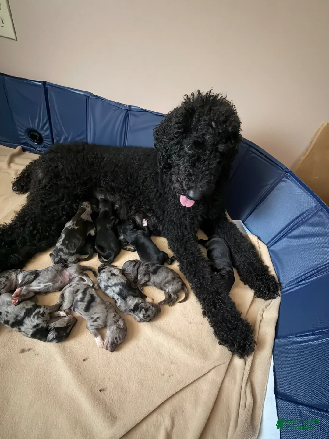 Aussiedoodle dogs for sale: Vlad - Ad 2
