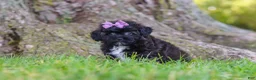 Maltipoo dogs for sale: Pretzel - Ad 7