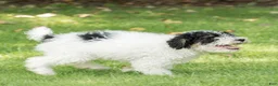 Miniature Poodle dogs for sale: Spike Miniature Poodle  - Ad 4