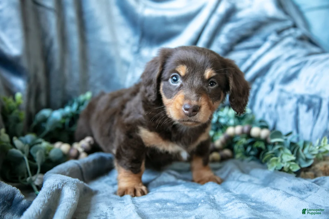 Mixed Breed dogs for sale: Dixie - Ad 3