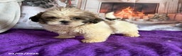 Shih Tzu dogs for sale: Paul - Ad 4