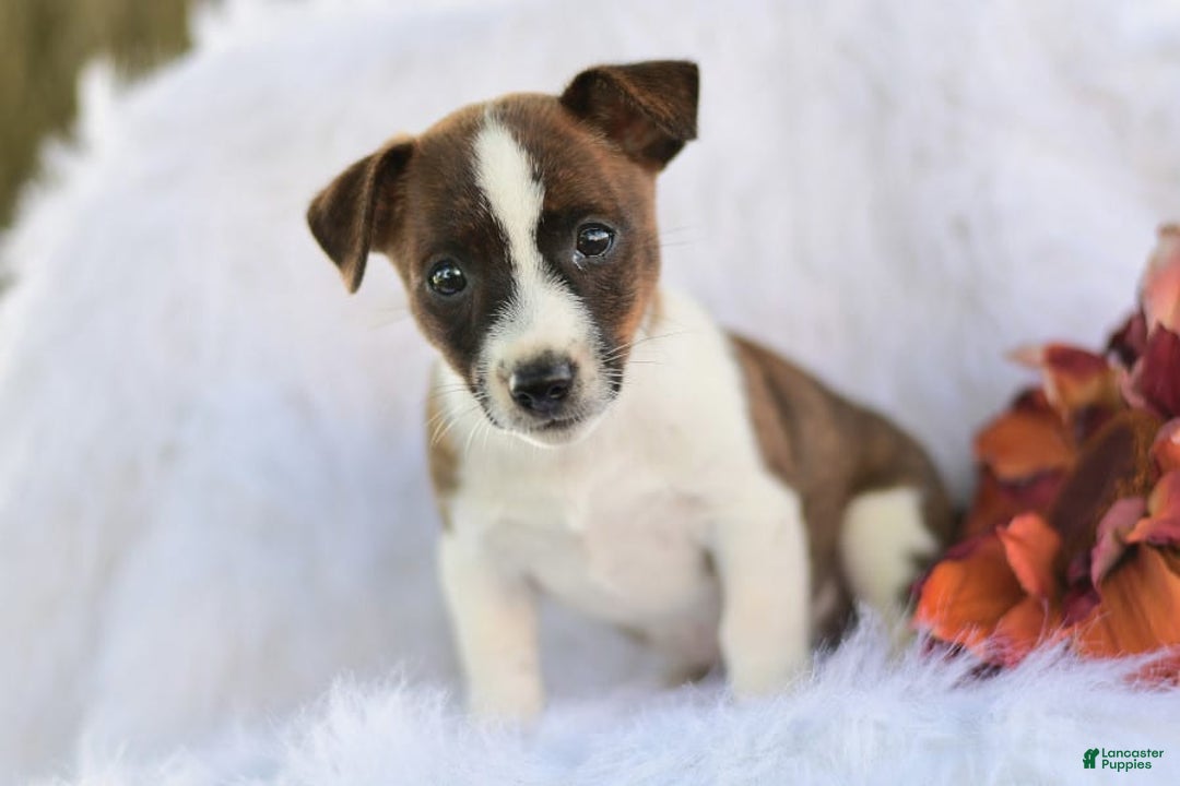 Gallery Image {{count}}