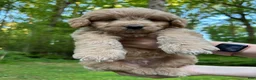 Mixed Breed dogs for sale: Teddy - Ad 6