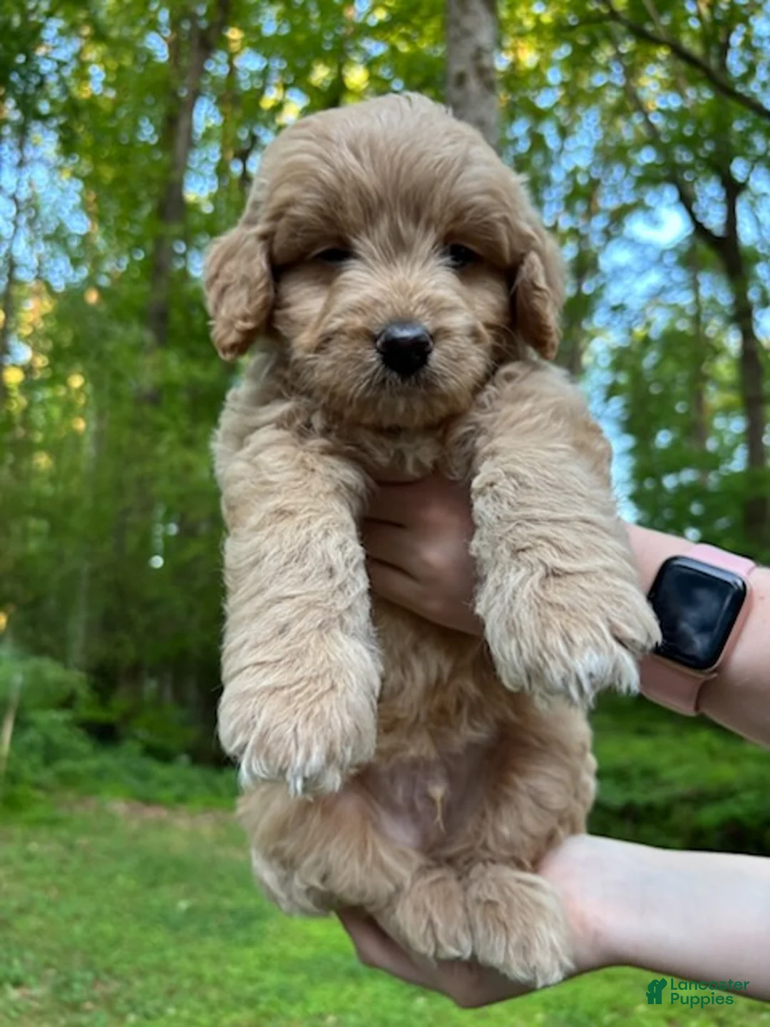 Mixed Breed dogs for sale: Teddy - Ad 6