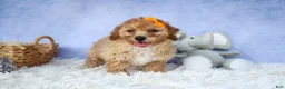 Miniature Poodle dogs for sale: WAYNE - Ad 12