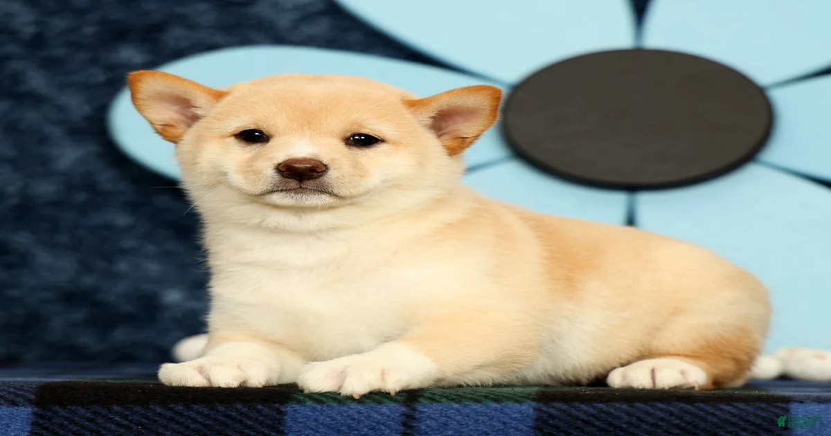 Black Shiba Inu Puppies for sale | Lancaster Puppies