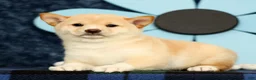 Shiba Inu dogs for sale: Kelsey - Ad 1