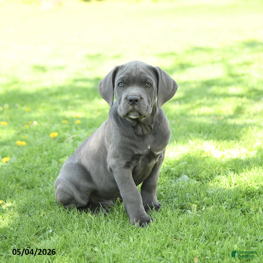 Cane Corso dogs for sale: Slater - Ad 3
