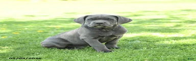 Slater