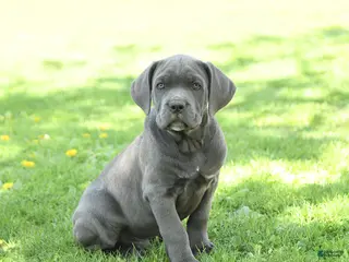 Cane Corso dogs for sale: Slater - Ad 3