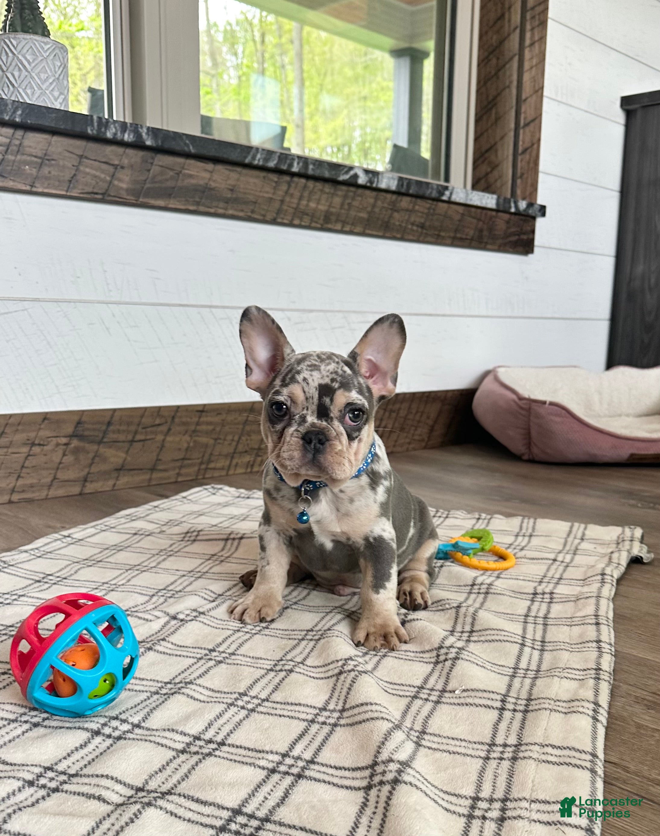 French Bulldog dogs Aspen - Ad 2
