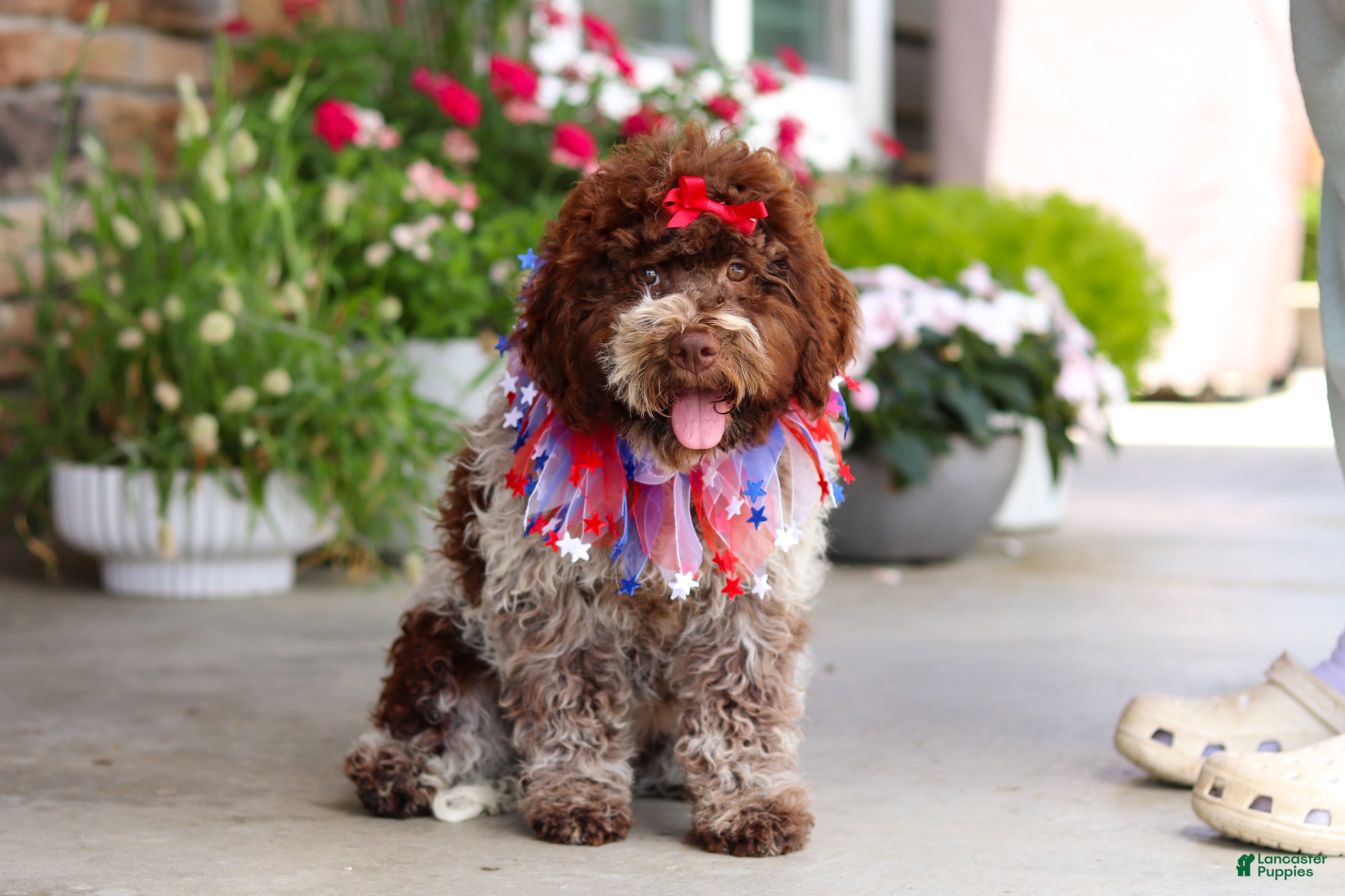 Lagotto Romagnolo dogs Layla - Ad 2